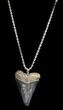 Fossil Mako Shark Tooth Necklace #36574-1